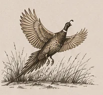 Vintage engraving of a flushing pheasant