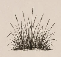 Vintage engraving of native prairie grass